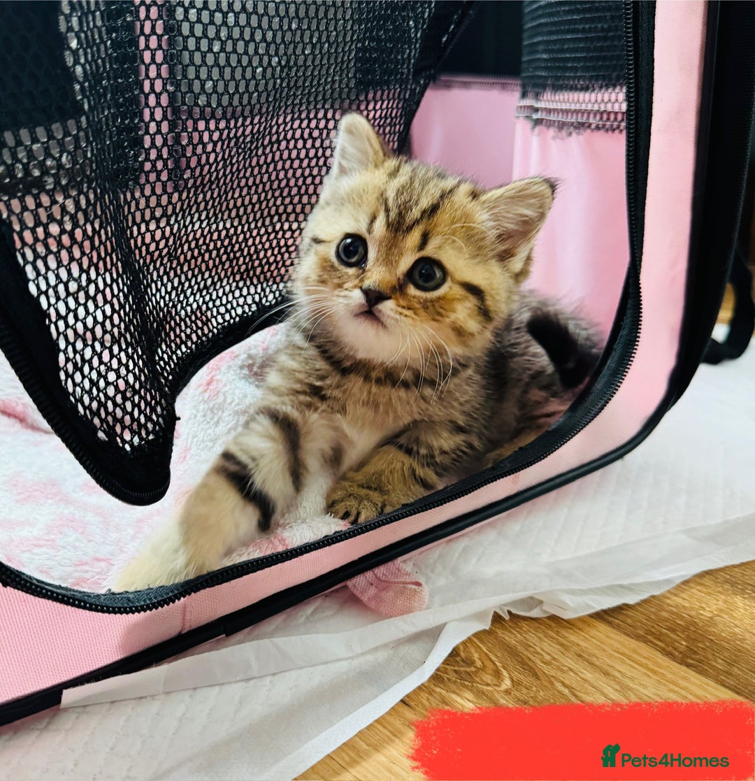 British Shorthair cats for sale: British Shorthair X Scottish Fold - Advert 6