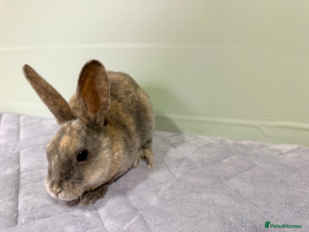 Rex rabbits for sale: Mini Rex's ‼️NOW AVAILABLE ‼️ 9 weeks old  - Advert 17
