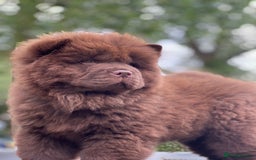 Chow Chow dogs for sale: Mr chow  - Image 2