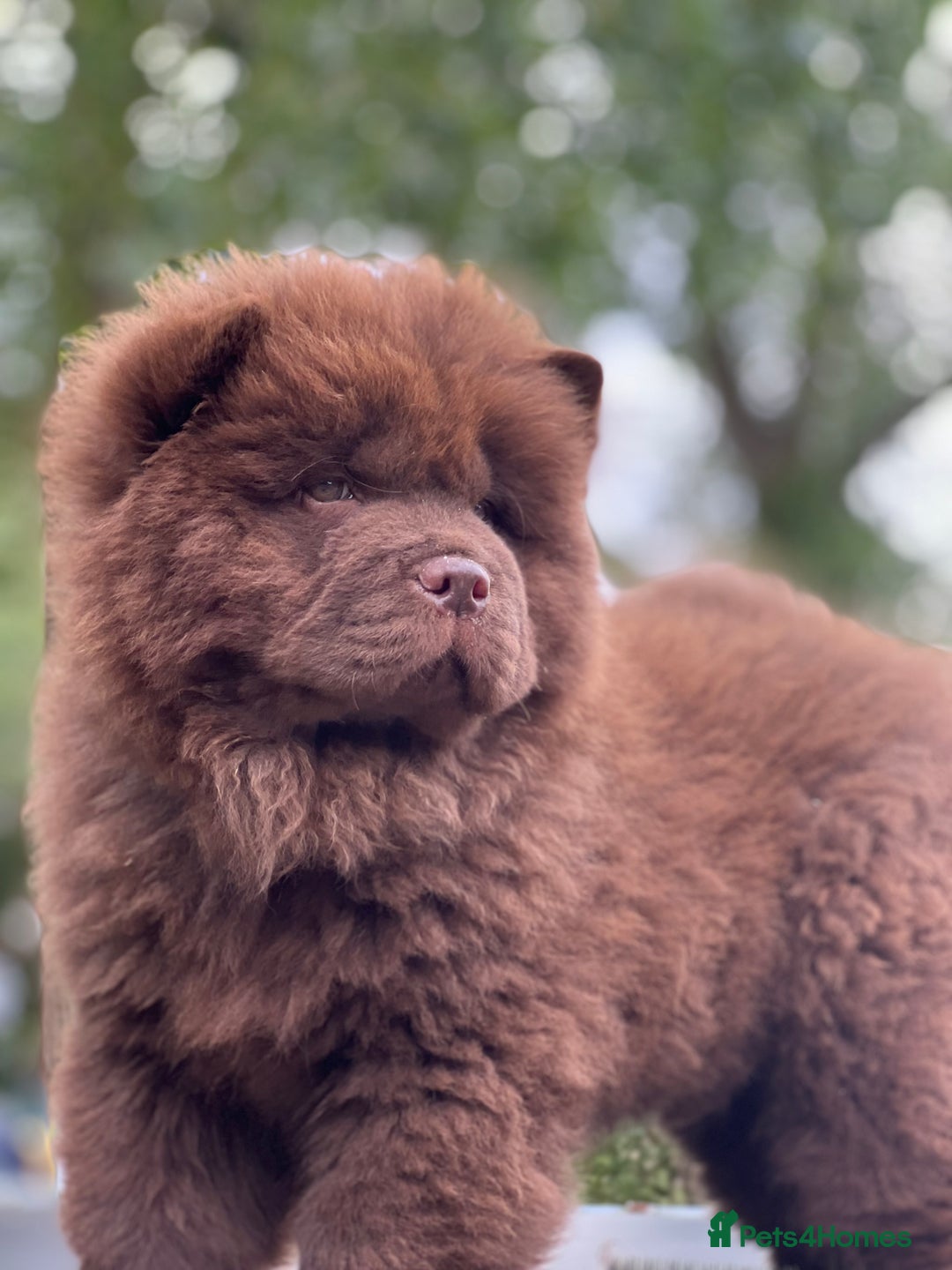 Chow Chow dogs for sale: Mr chow  - Image 2