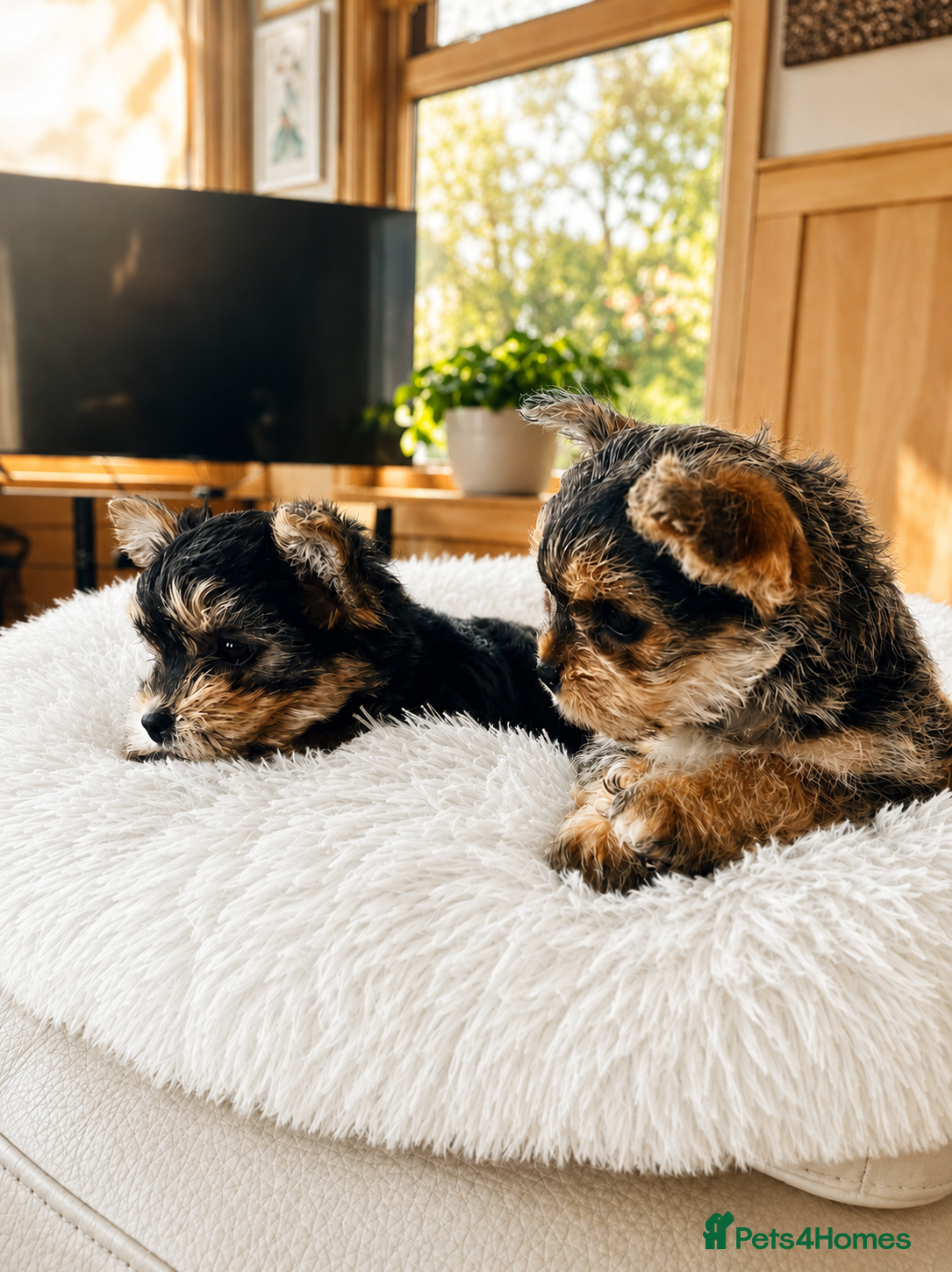 Mixed Breed dogs 2 female Yorkie pups ready for their forever home  - Advert 14