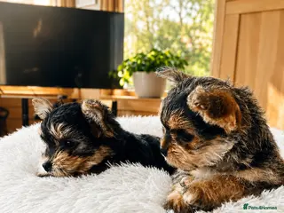 Mixed Breed dogs 2 female Yorkie pups ready for their forever home - Advert 14