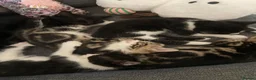 Mixed Breed cats for sale: Adorable Litter of 4 Loving Home Raised Kittens 🐾 - Advert 7