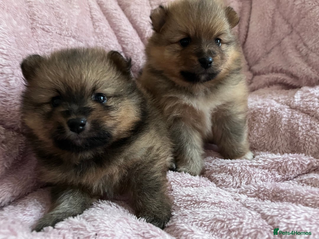 Pomeranian dogs for sale: 2 beautiful Pomeranian Puppy’s  - Image 2