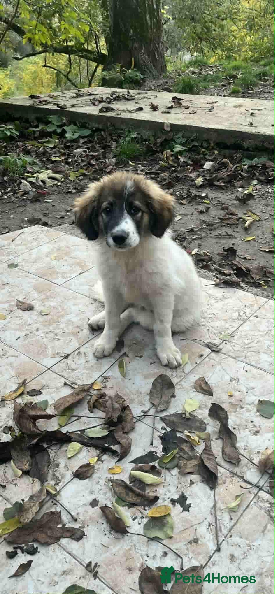 Mixed Breed dogs for adoption: Meet Hannah and Honey !!!  - Advert 12