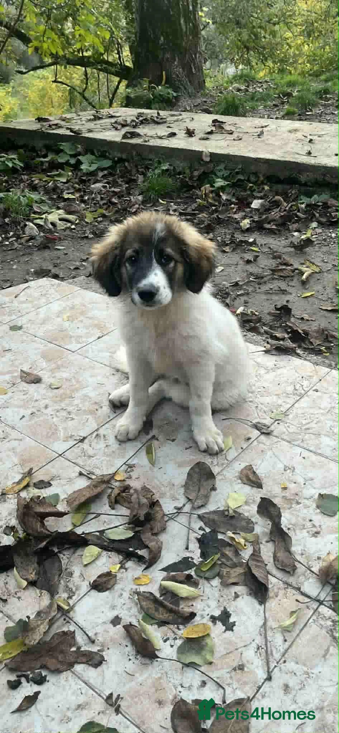 Mixed Breed dogs for adoption: Meet Hannah and Honey !!!  - Advert 12