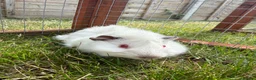 Guinea Pig rodents for sale: Baby Guinea pigs  - Advert 2