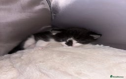 Exotic cats for sale: 1 Male 1 female in Tilbury - Image 5
