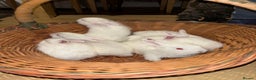 New Zealand rabbits for sale: Rabbits White New Zealand for Sale in Mountain Ash - Advert 2