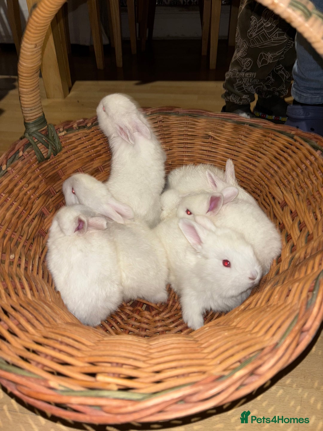 New Zealand rabbits for sale: Rabbits White New Zealand for Sale in Mountain Ash - Advert 2
