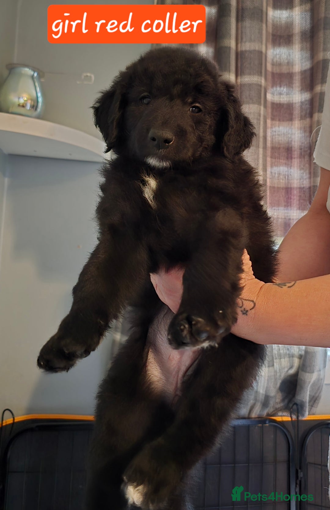 Mixed Breed dogs for sale: Standard poodle  cross - Advert 7