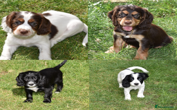 Cocker Spaniel dogs for sale: Kc Reg Working Cocker Spaniels. - Image 1