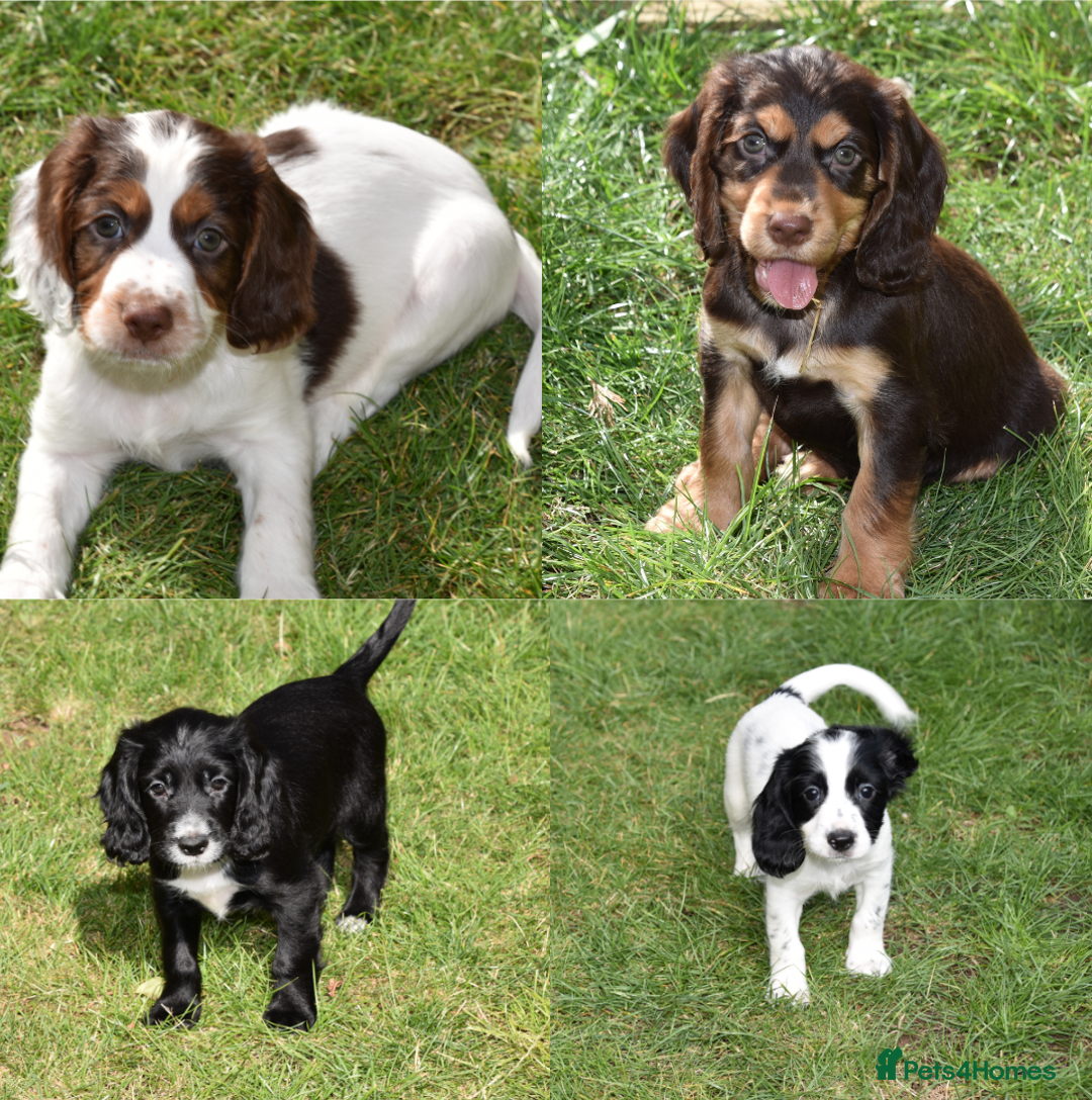 Cocker Spaniel dogs for sale: Kc Reg Working Cocker Spaniels. - Image 1