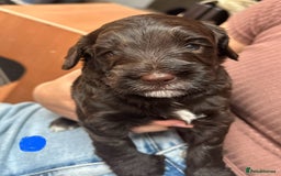 Cockapoo dogs for sale: Cockapoo Puppies For Sale - Image 6