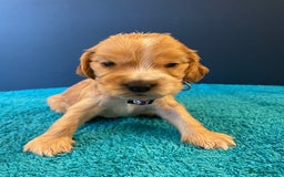 Cocker Spaniel dogs for sale: Cocker spaniel puppies  - Image 2