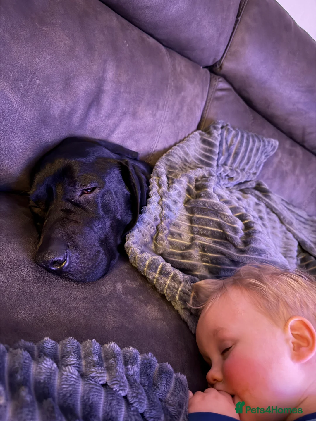 Mixed Breed dogs for sale: Bo ‘the gentle giant’  - Advert 5