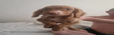 Cocker Spaniel 2
