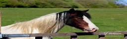 Other Breed horses for sale: Stunning fresian x cob for sale in Dunfermline - Advert 2