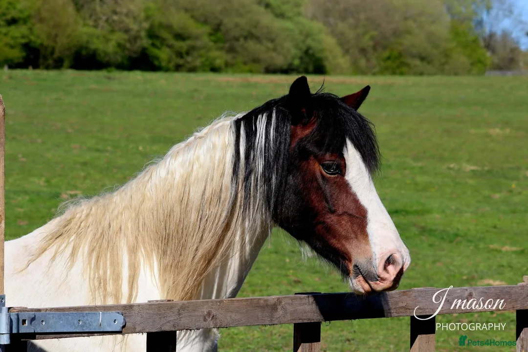 Other Breed horses for sale: Stunning fresian x cob for sale in Dunfermline - Advert 2