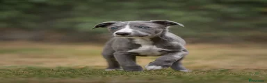 Plum - Whippet Blue and White Boy