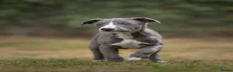 Whippet dogs for sale: KC Reg Whippet Pups-Heart Tested Clear Parents - Advert 1