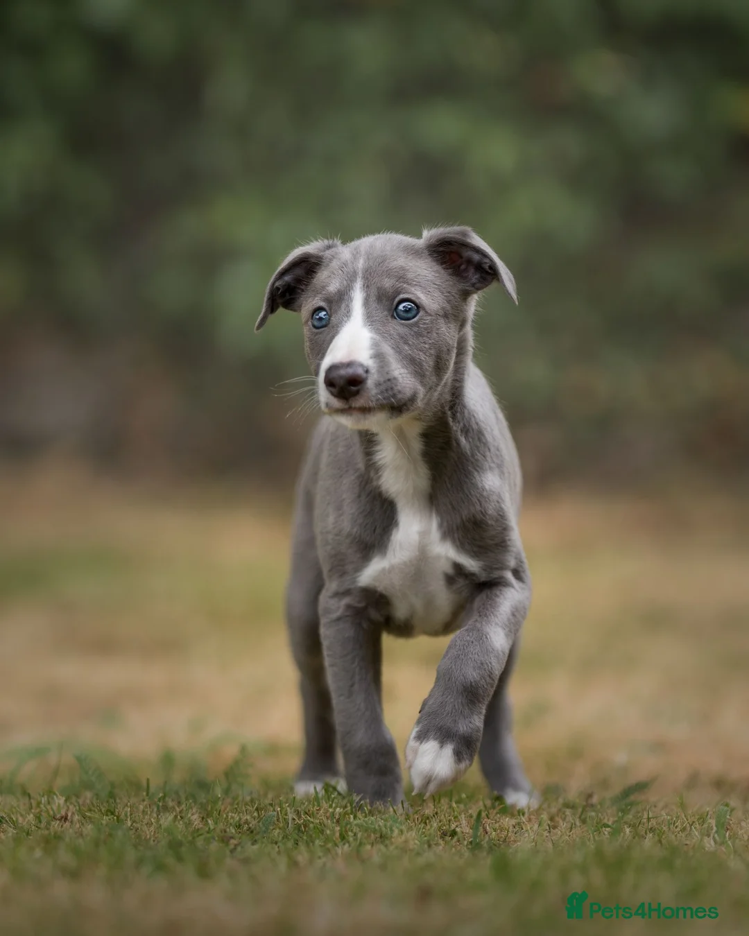 Whippet dogs for sale: KC Reg Whippet Pups-Heart Tested Clear Parents - Advert 1