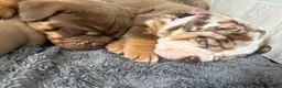 Olde English Bulldogge dogs for sale: 4 beautiful pups ready now  - Advert 5