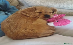 Cavapoo dogs for sale: Beautiful Cavapoo Puppies  - Image 22