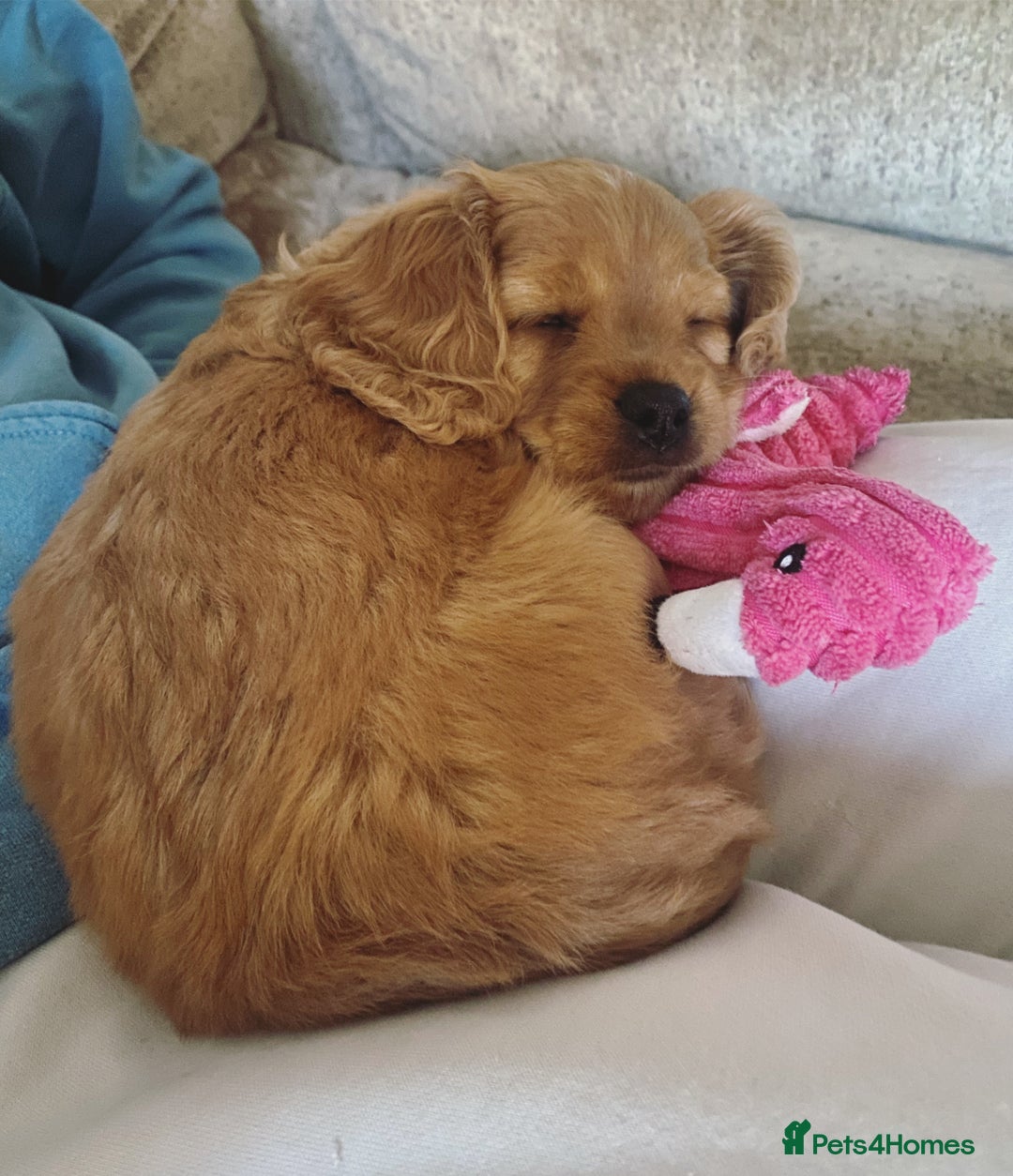 Cavapoo dogs for sale: Beautiful Cavapoo Puppies  - Image 22