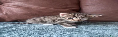 Kitten 4 tabby