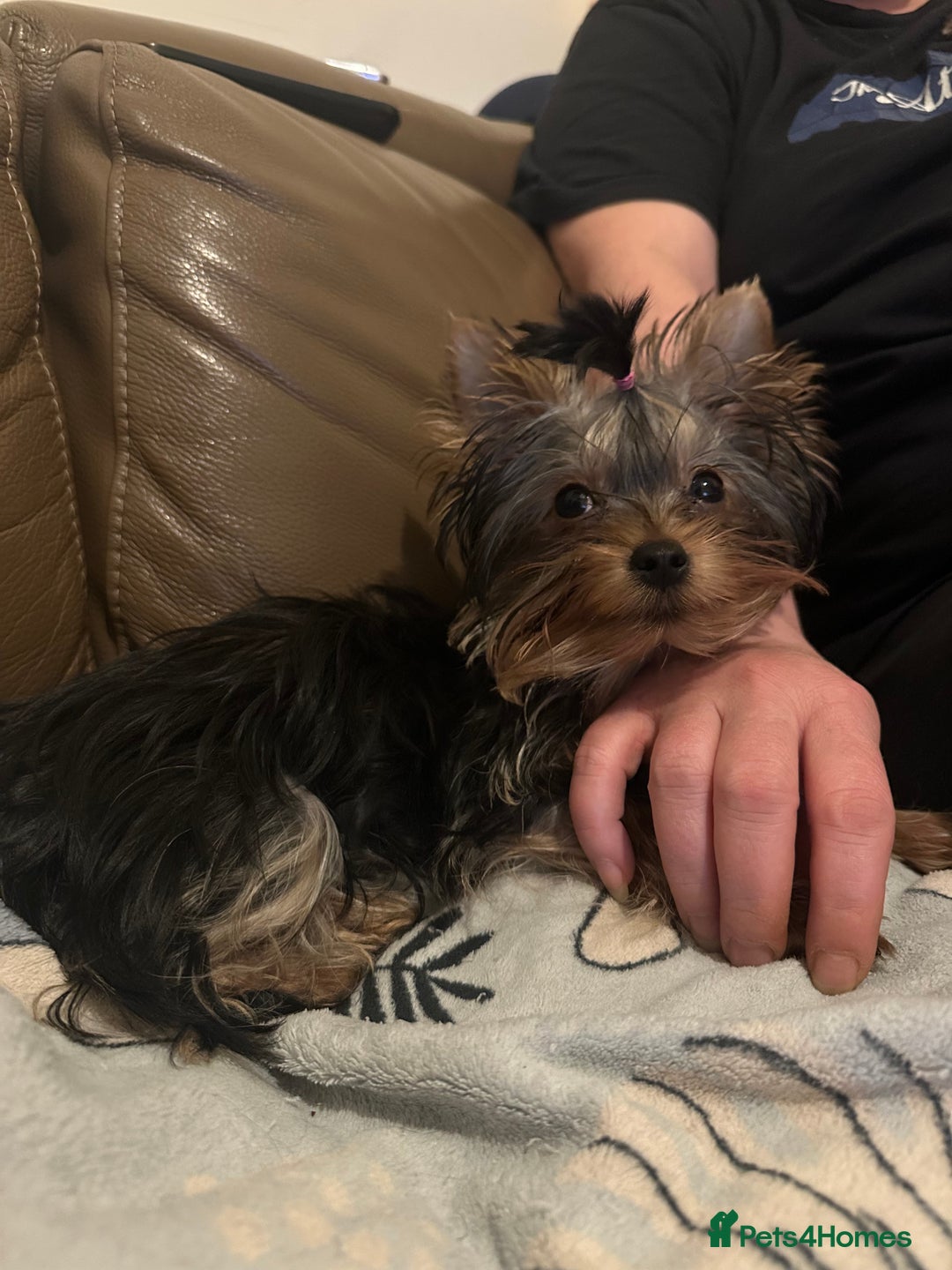 Yorkshire Terrier dogs for sale:  **  Yorkshire Terrier Boys - Advert 8