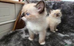 Ragdoll cats for sale: 2 male pure Ragdoll kittens ready now!  - Image 8