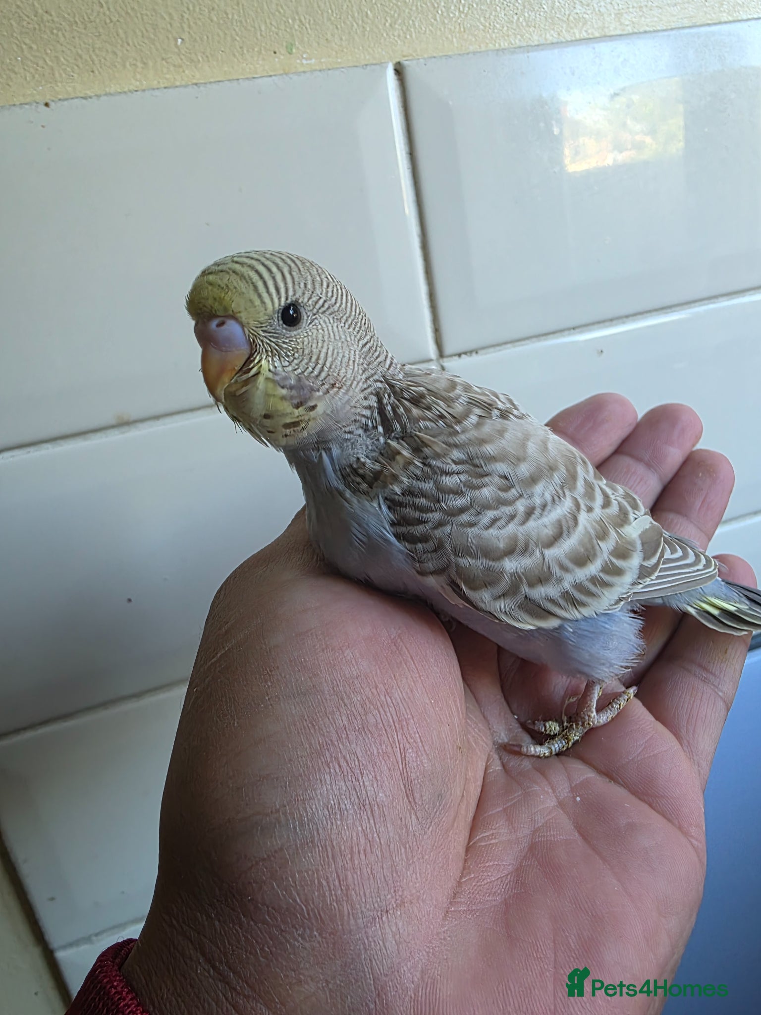 Budgerigars birds Hand tamed baby budgies for sale  - Advert 9