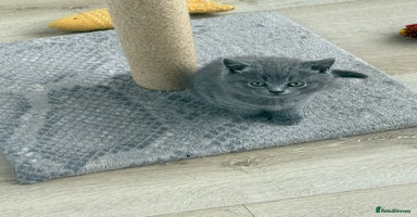 British Shorthair cats - Advert 6