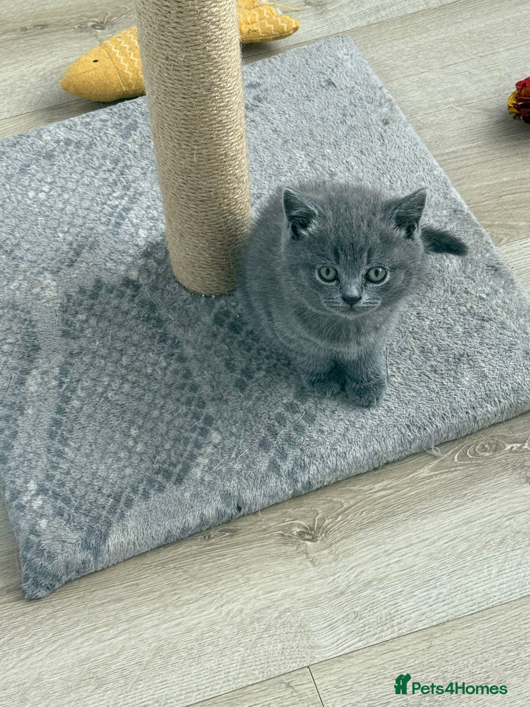 British Shorthair cats for sale: British shorthair kitten”Ready now” - Image 2