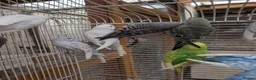 Budgerigars birds for sale: Baby budgies  in Nottingham - Advert 5