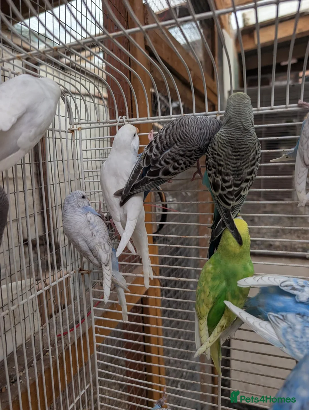 Budgerigars birds for sale: Baby budgies  in Nottingham - Advert 5