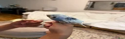 Budgerigars birds for sale: SILLY TAME BUDGIE REALLY FRIENDLY  - Advert 4