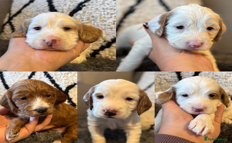 Cockapoo dogs - Advert 3