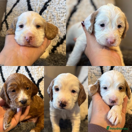 Cockapoo dogs - Advert 4