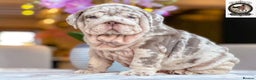 English Bulldog dogs for sale: 🔥 REPEAT BREEDING CONFIRMED 🔥  - Advert 4
