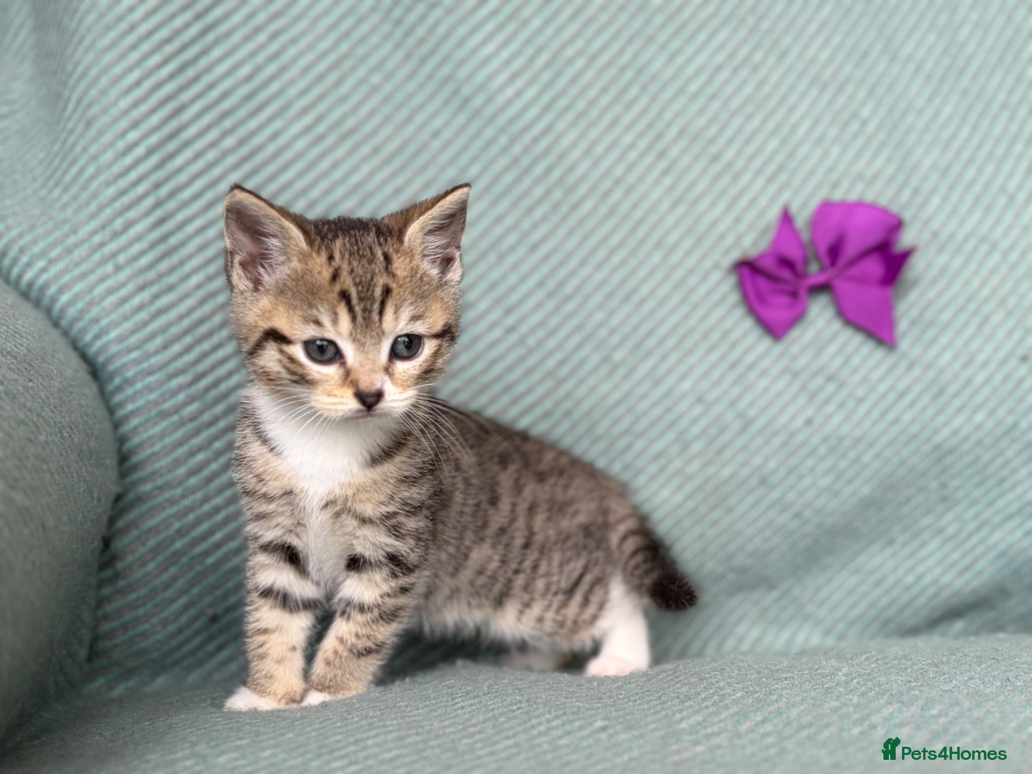 British Shorthair cats Introducing the Cute Curious kittens  - Advert 2
