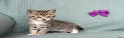 British Shorthair cats for sale: Introducing the Cute Curious kittens  - Advert 2
