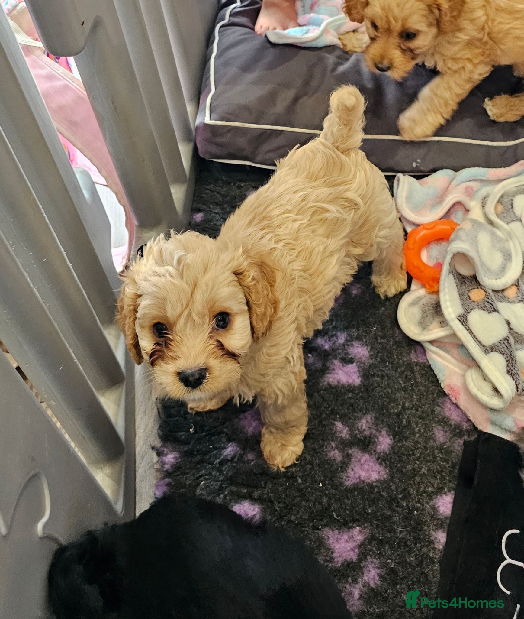 Cavapoo dogs Health tested F1 Cavapoo puppies - Advert 2