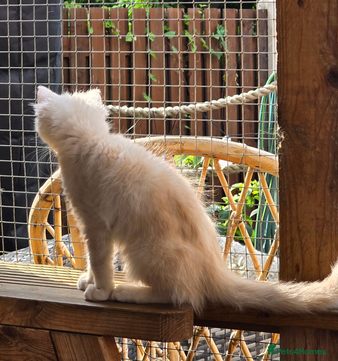 Maine Coon cats for sale: VARIOUS FULL PEDIGREE MAINE COON KITTENS FOR SALE in Rotherham - Image 5