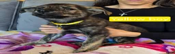 Golden Shepherd dogs for sale: Golden retriever/ german shepherd  puppies - Advert 15