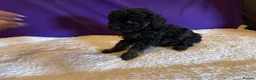 Toy Poodle dogs for sale: GORGEOUS Toy Poodles, DNA health tested parents  - Advert 36