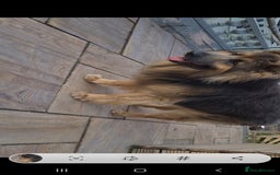 German Shepherd dogs for stud: Blue German shepherd PROVEN  - Image 18