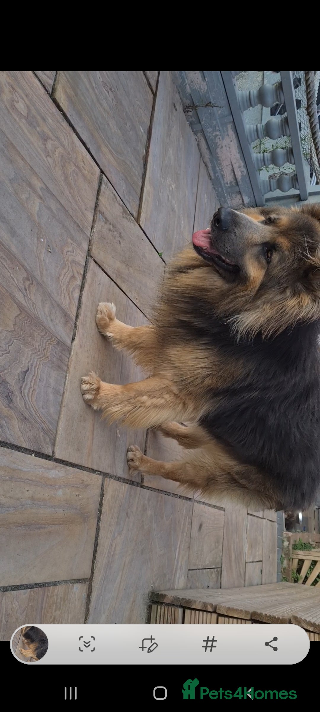 German Shepherd dogs for stud: Blue German shepherd PROVEN  - Image 18