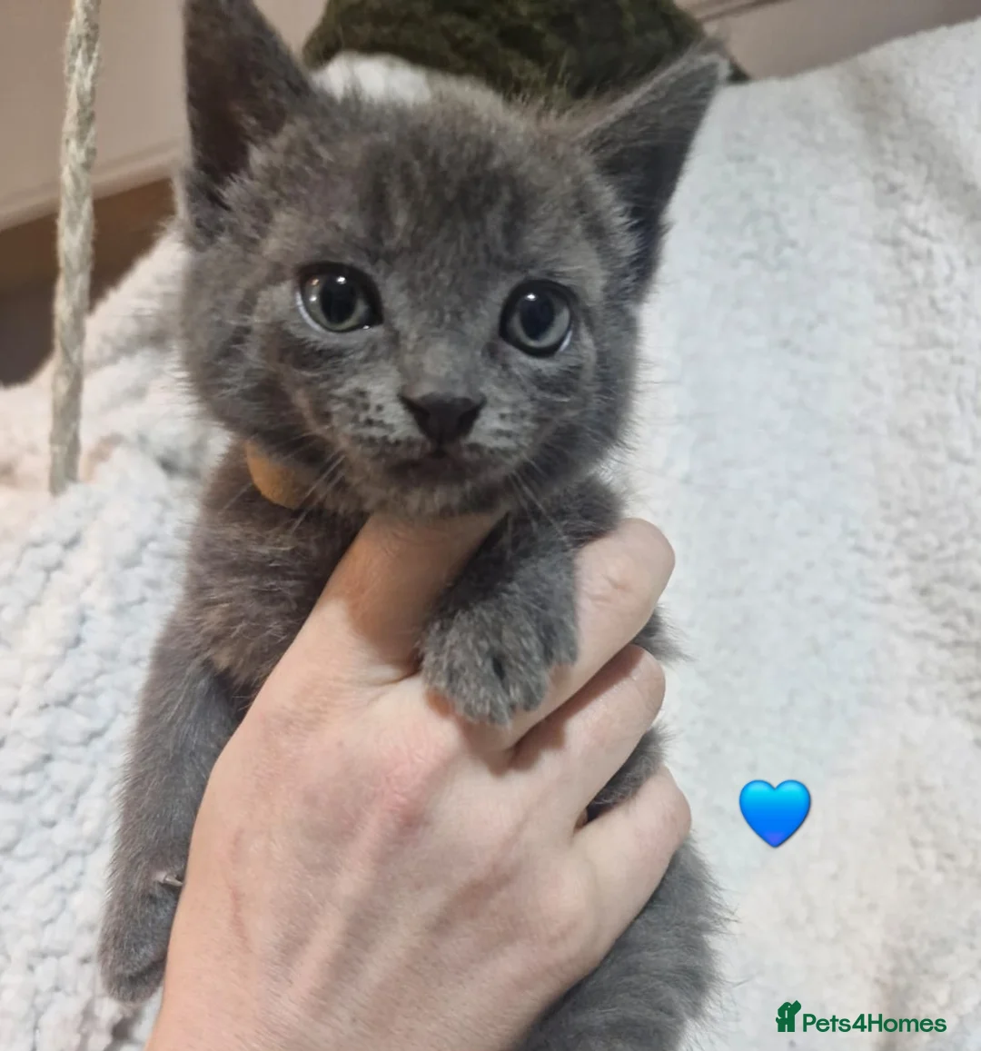 Mixed Breed cats for sale: Short-hair / Sphyx Sweeties Ready to View  - Advert 13